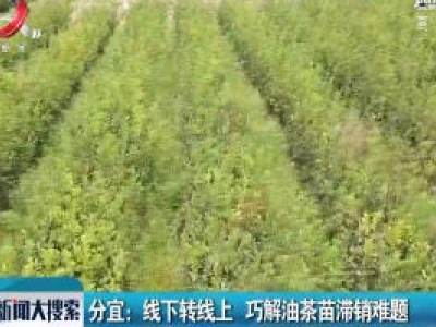 分宜：线下转线上 巧解油茶苗滞销难题