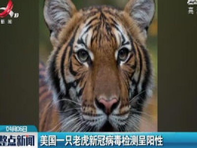 美国一只老虎新冠病毒检测呈阳性