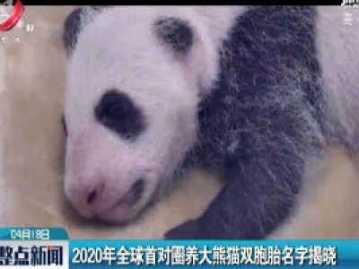 2020年全球首对圈养大熊猫双胞胎名字揭晓