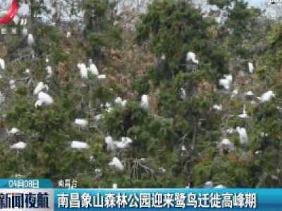 南昌象山森林公园迎来鹭鸟迁徙高峰期