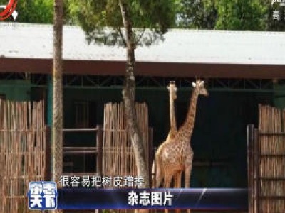 海南：动物园椰子树包裹铁丝 防止长颈鹿蹭掉树皮