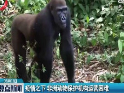 疫情之下 非洲动物保护机构运营困难