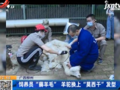 广西柳州：饲养员“薅羊毛” 羊驼换上“莫西干”发型