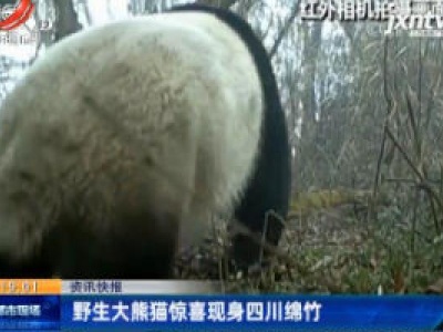 野生大熊猫惊喜现身四川绵竹