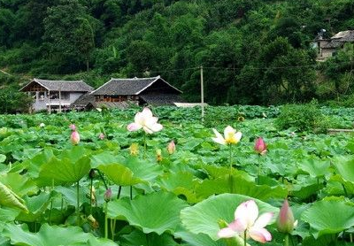 民生连线江西资溪：脱贫致富快 全靠产业带