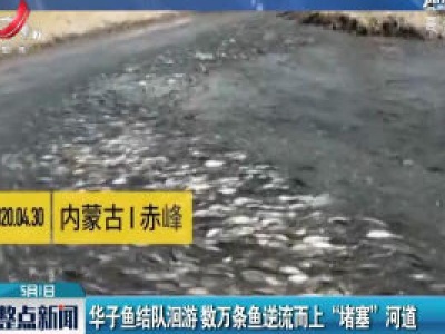 内蒙古：华子鱼结队洄游 数万条鱼逆流而上“堵塞”河道
