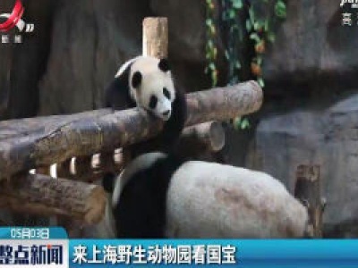 来上海野生动物园看国宝