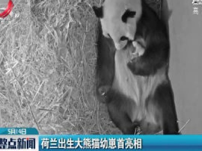 荷兰出生大熊猫幼崽首亮相