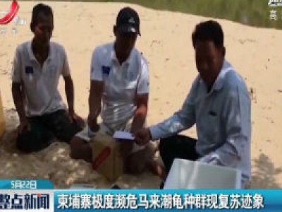 柬埔寨极度频危马来潮龟种群现复苏迹象