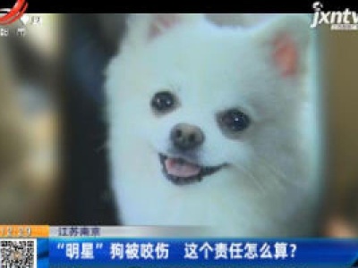 江苏南京：“明星”狗被咬伤 这个责任怎么算？