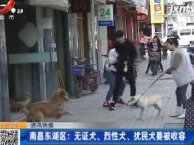 南昌东湖区：无证犬、烈性犬、扰民犬要被收容