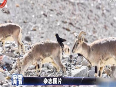 珠峰大本营附近 岩羊在雪山下悠闲觅食