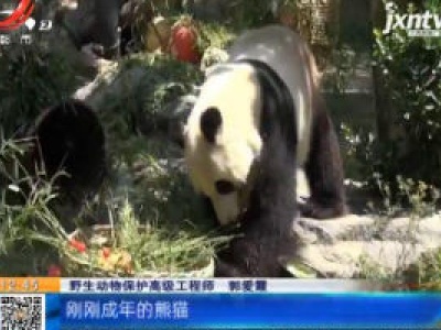 山东济南：花篮蛋糕和长寿面 大熊猫雅吉6岁生日超“嗨皮”