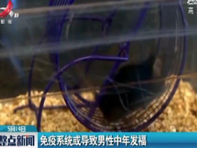 澳大利亚：免疫系统或导致男性中年发福