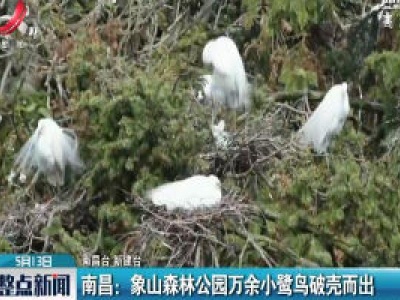 南昌：象山森林公园万余小鹭鸟破壳而出
