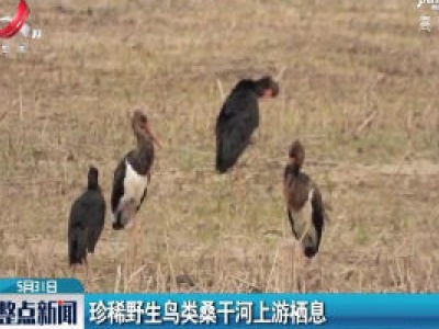 珍稀野生鸟类桑干河上游栖息