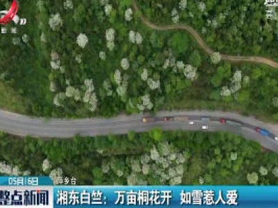 湘东白竺：万亩桐花开 如雪惹人爱