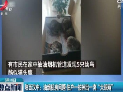 陕西汉中：油烟机有问题 住户一拍掉出一窝“大眼萌”