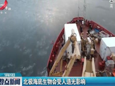 北极海底生物会受人造光影响