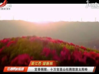 【爱江西 健康游】宜春铜鼓：十万亩高山杜鹃怒放太阳岭