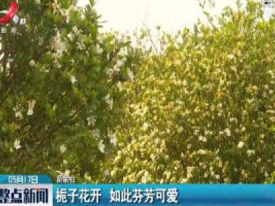 新余：栀子花开 如此芬芳可爱