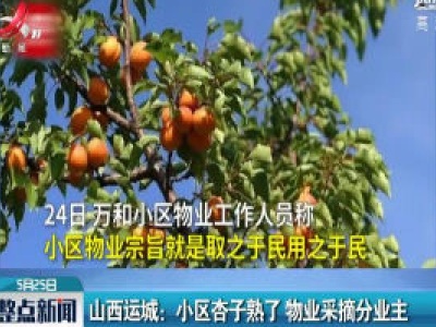 山西运城：小区杏子熟了 物业采摘分业主