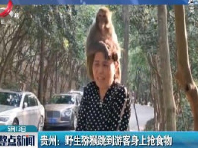 贵州：野生猕猴跳到游客身上抢食物