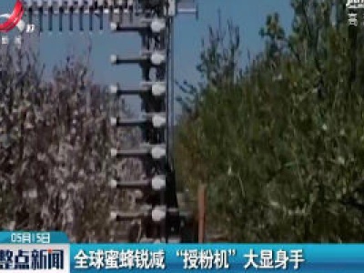 全球蜜蜂锐减“授粉机”大显身手