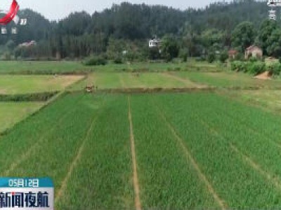 水稻油菜托管每亩最高可获100元补助