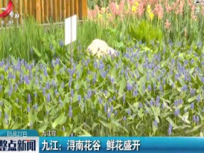 九江：浔南花谷 鲜花盛开