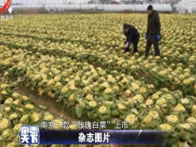 南京:“玫瑰白菜”亮相 能吃能看“娇嫩欲滴”