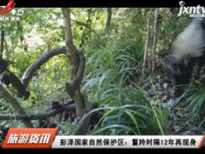 九江·彭泽国家自然保护区：鬣羚时隔12年再现身