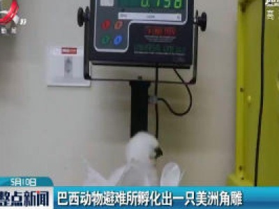 巴西动物避难所孵化出一只美洲角雕