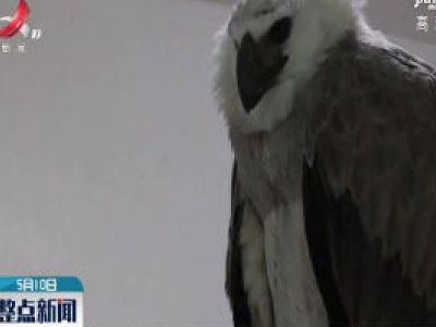 巴西动物避难所孵化出一只美洲角雕
