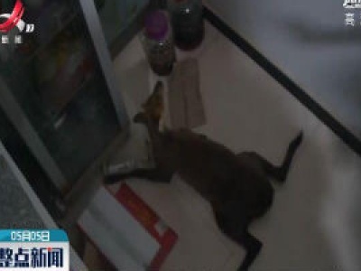 婺源：黑麂迷途闯饭店 警民同心救护