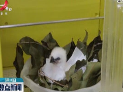 巴西动物避难所孵化出一只美洲角雕