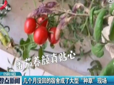 几个月没回的宿舍成了大型“种草”现场