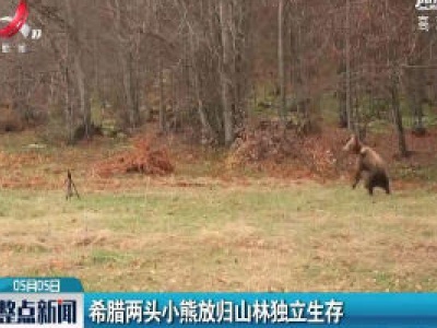 希腊两头小熊放归山林独立生存