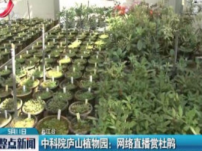 九江·中科院庐山植物园：网络直播赏杜鹃