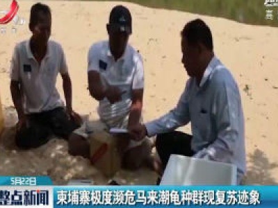 柬埔寨极度频危马来潮龟种群现复苏迹象