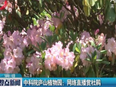 中科院庐山植物园：网络直播赏杜鹃