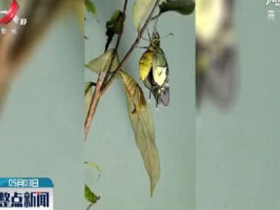 全国首次：井冈山放飞昆虫界“大熊猫” 一金斑喙凤蝶