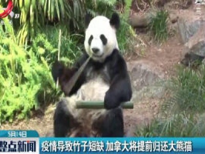 疫情导致竹子短缺 加拿大将提前归还大熊猫
