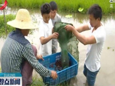 上饶：稻虾共养 粮渔双赢