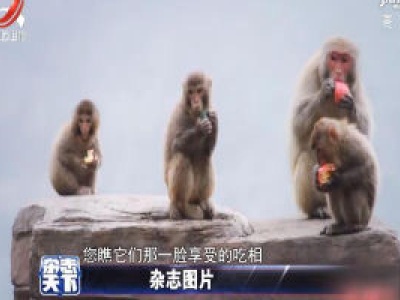 太行山猕猴自然保护区 工作人员为猴妈猴宝准备大餐