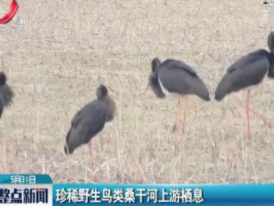 珍稀野生鸟类桑干河上游栖息