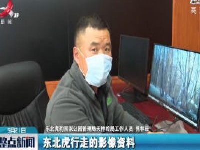 吉林省天桥岭林区再现野生东北虎