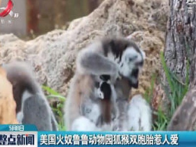 美国火奴鲁鲁动物园狐猴双胞胎惹人爱