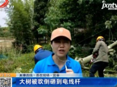 【直播连线·吾在现场】宜春：大树被吹倒砸到电线杆