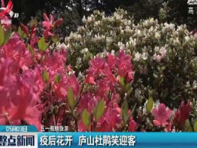 【五一假期旅游】疫后花开 庐山杜鹃笑迎客